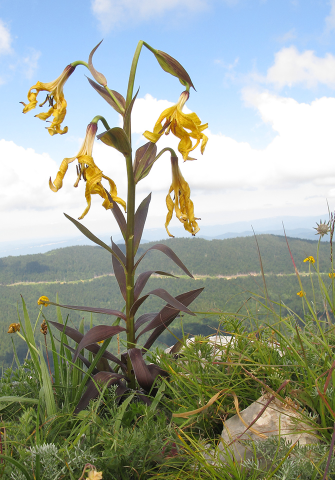 Image of Lilium monadelphum specimen.