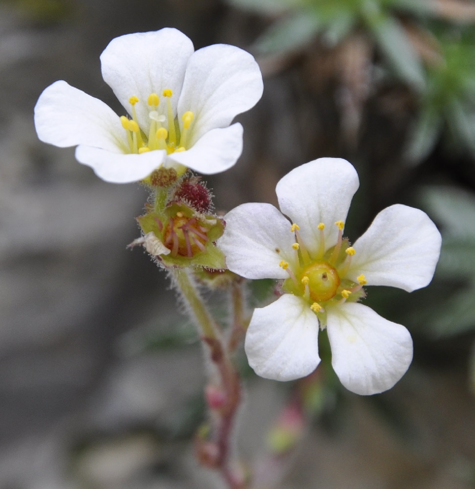 Изображение особи Saxifraga scardica.