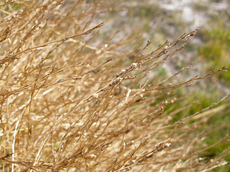 Image of Rapistrum perenne specimen.