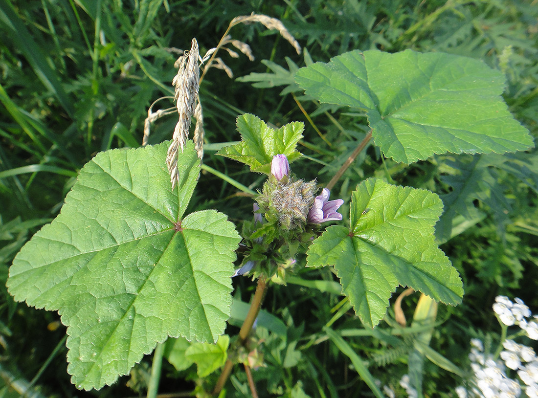 Изображение особи Malva verticillata var. neuroloma.