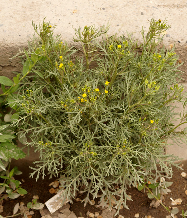 Image of genus Senecio specimen.