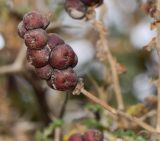 Sarcopoterium spinosum. Соплодие со зрелыми плодами. Израиль, Нижняя Галилея, г. Верхний Назарет, склон северной экспозиции, нарушенное местообитание. 26.11.2015.