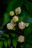 Podranea ricasoliana