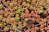 Sedum album