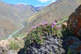 Oxytropis tragacanthoides