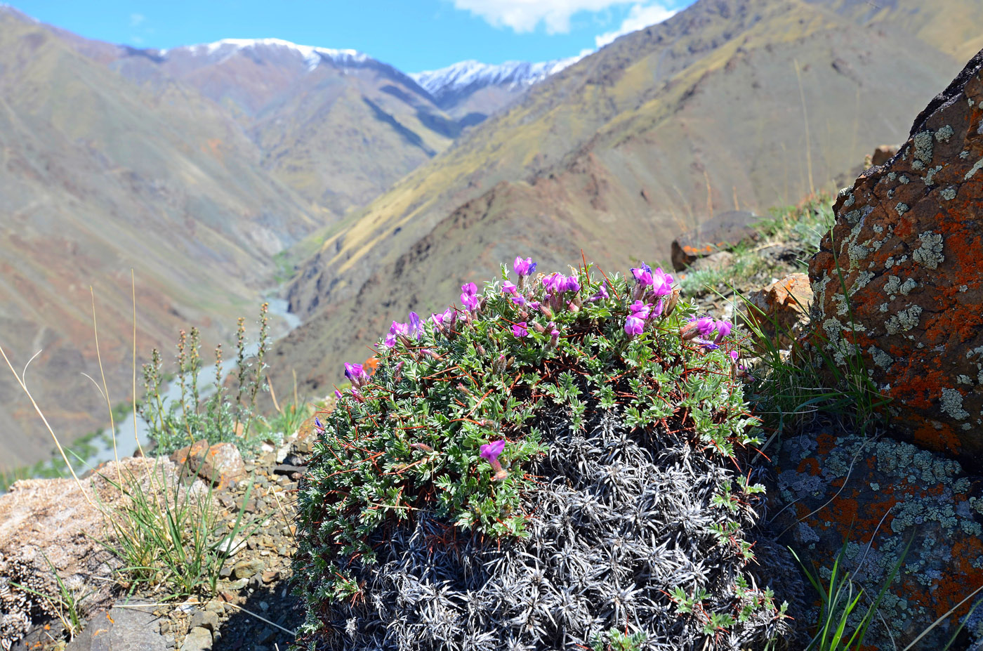 Изображение особи Oxytropis tragacanthoides.