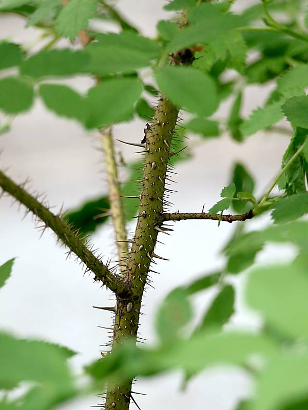 Image of Rosa acicularis specimen.