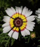 Ismelia carinata