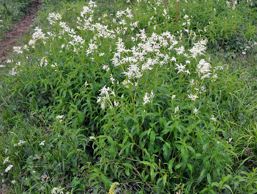 Изображение особи Aconogonon alpinum.