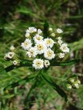 Achillea alpina