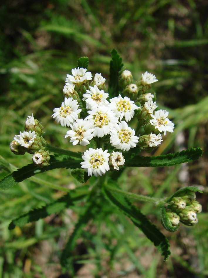 Изображение особи Achillea alpina.