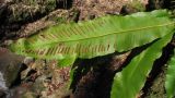 Phyllitis scolopendrium. Вайи с сорусами. Адыгея, Майкопский р-н, окр. пос. Хамышки, балка Чёрная, на покрытых мхом валунах, выс. ≈ 800 м н.у.м. 08.03.2016.