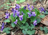 genus Viola. Цветущее растение в западине в светлом дубовом лесу. Украина, Киев, заказник \"Лесники\", боровая терраса Днепра. 14 апреля 2007 г.