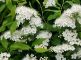 Spiraea chamaedryfolia. Верхушка цветущего растения. Ленинградская обл., Волхов, Октябрьская наб. 26.05.2013.