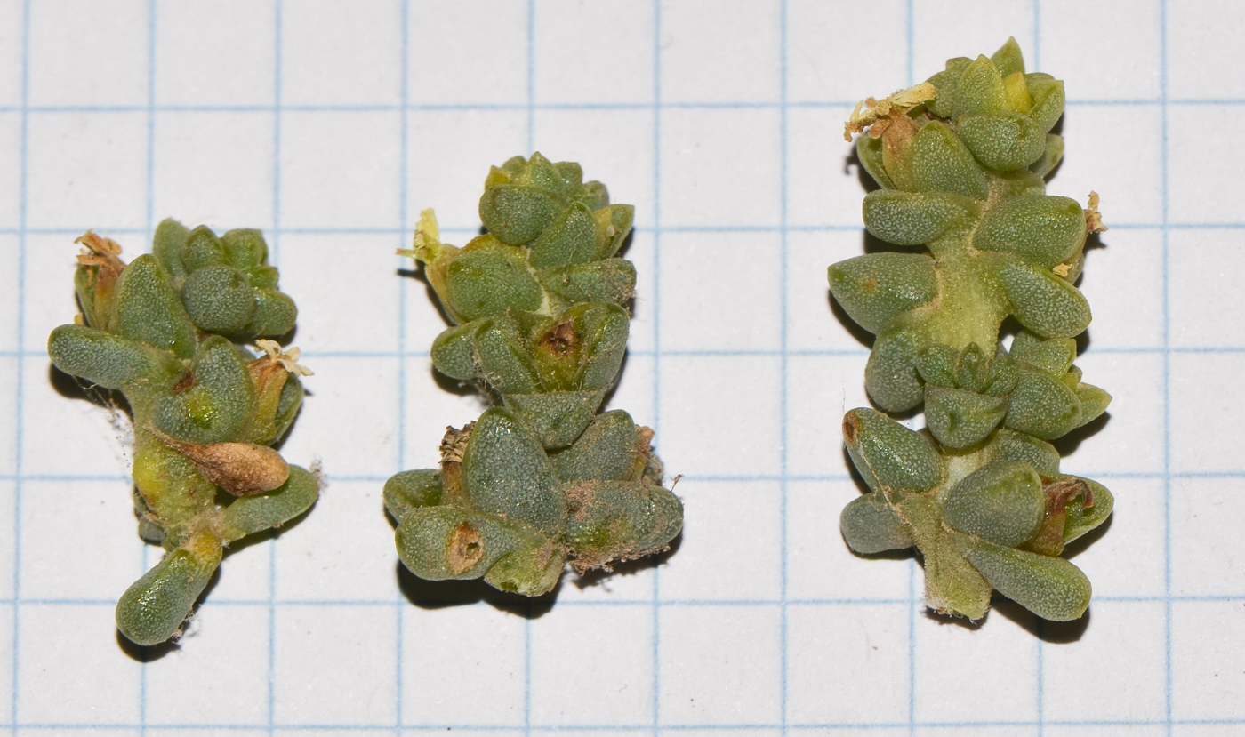 Image of Traganum moquinii specimen.