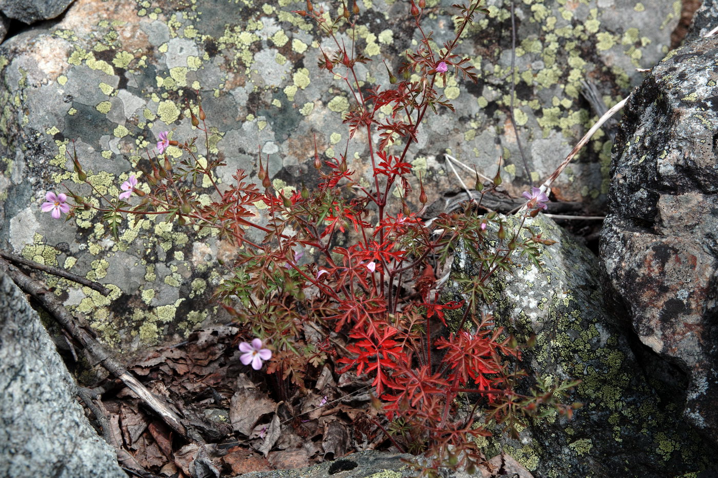 Image of Geranium robertianum specimen.