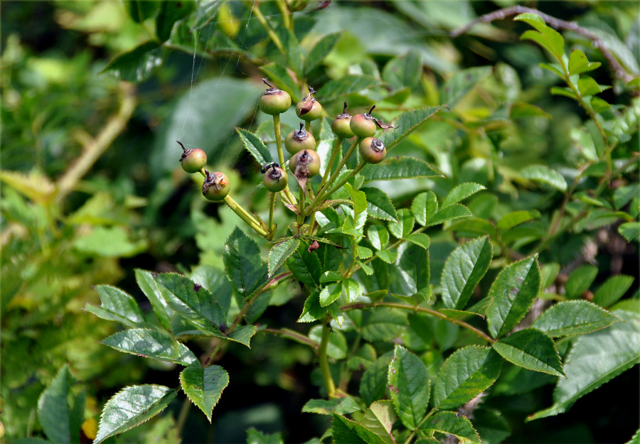 Изображение особи Rosa maximowicziana.