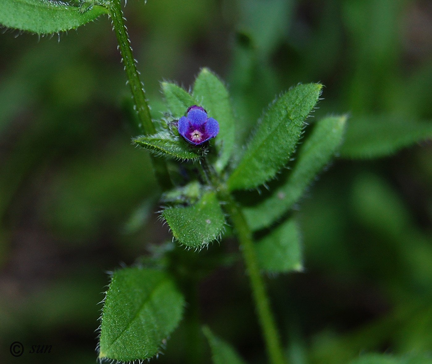 Image of Asperugo procumbens specimen.