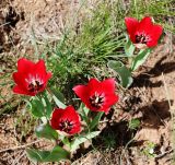 Tulipa confusa