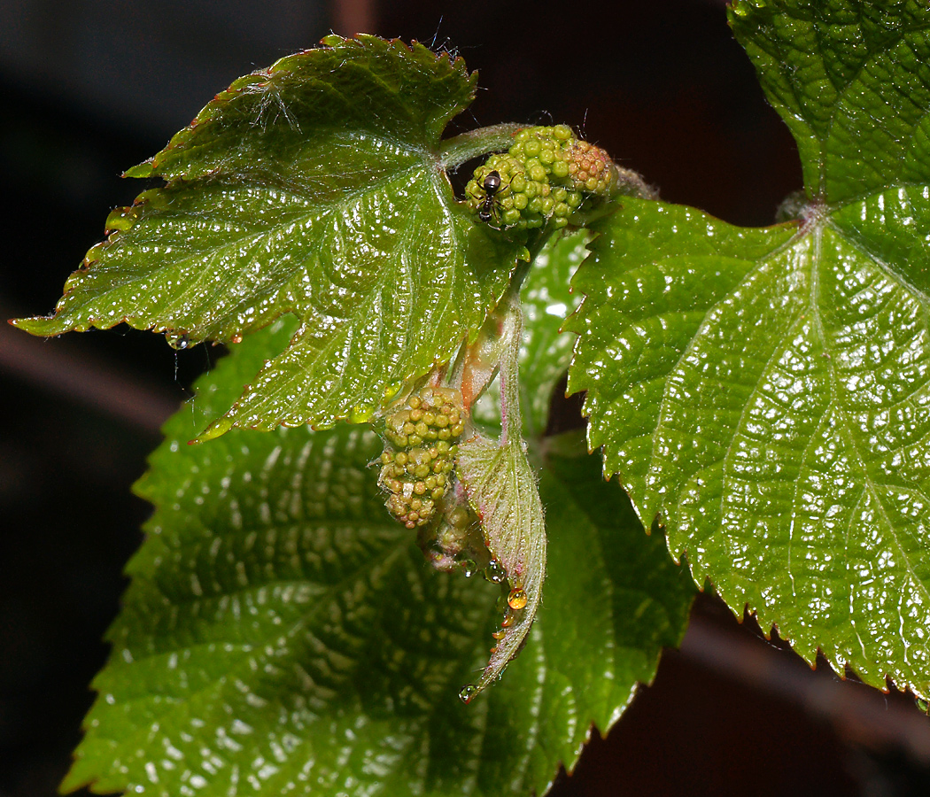 Image of genus Vitis specimen.