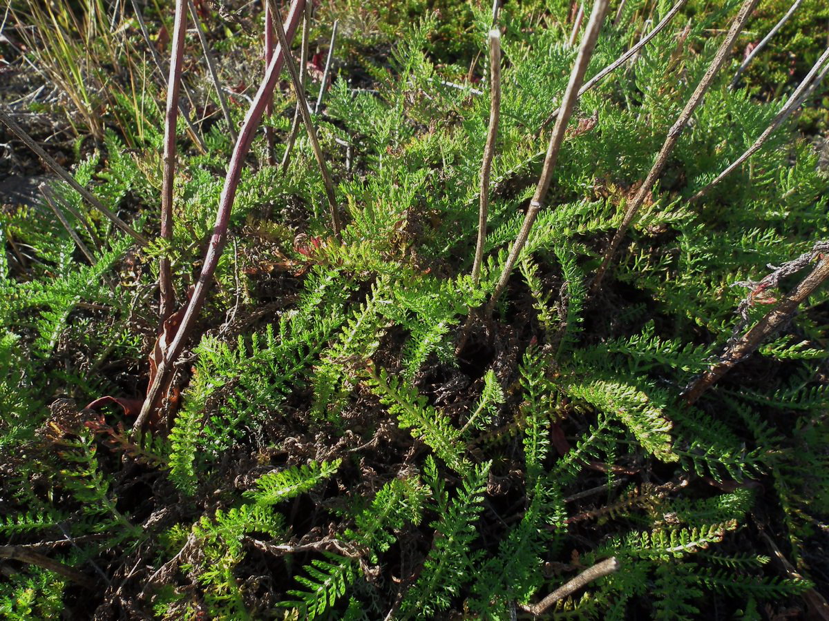 Image of Achillea apiculata specimen.