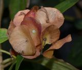 Holmskioldia sanguinea