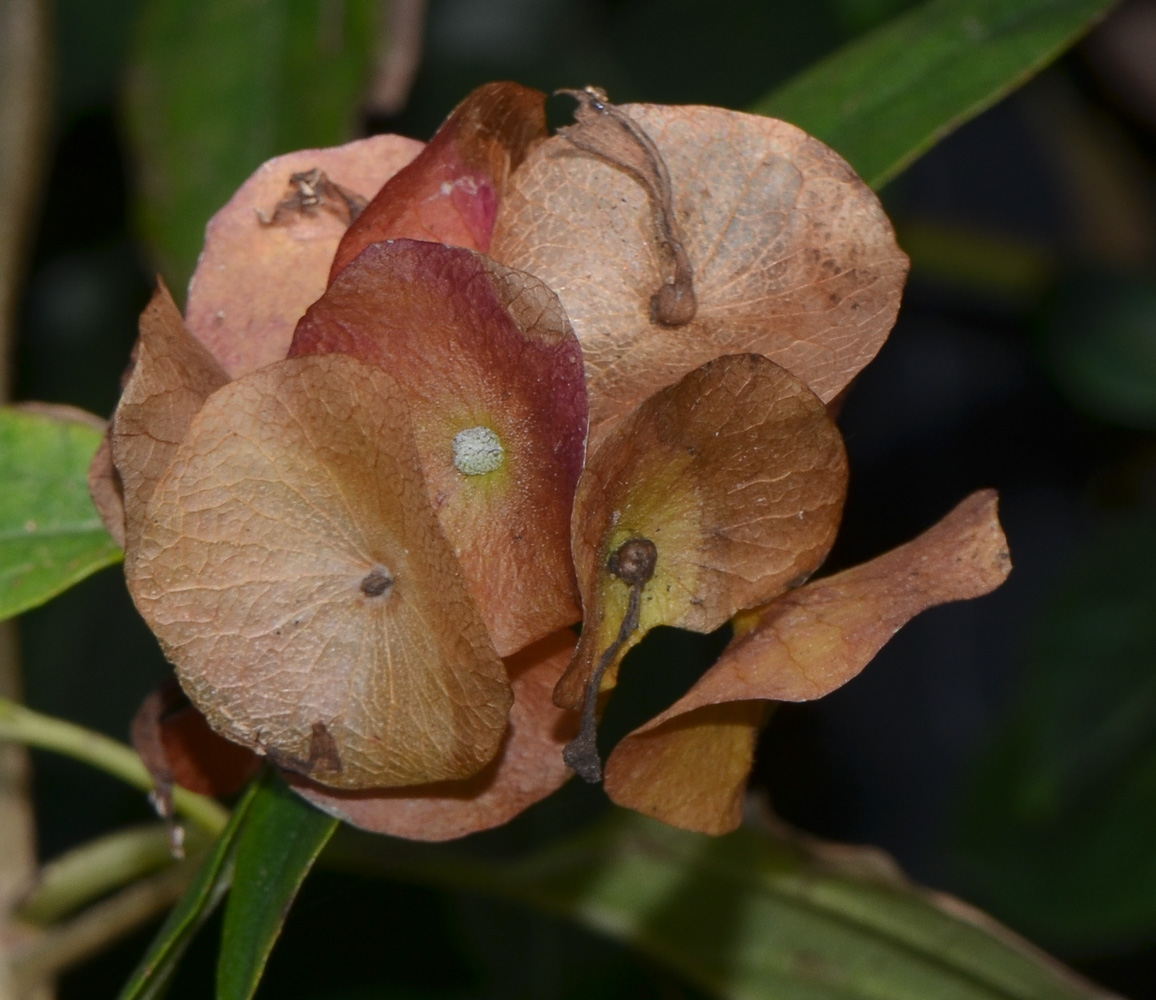 Изображение особи Holmskioldia sanguinea.