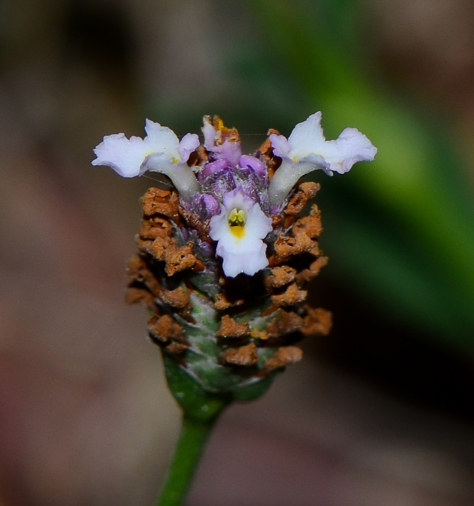 Image of Lippia nodiflora specimen.