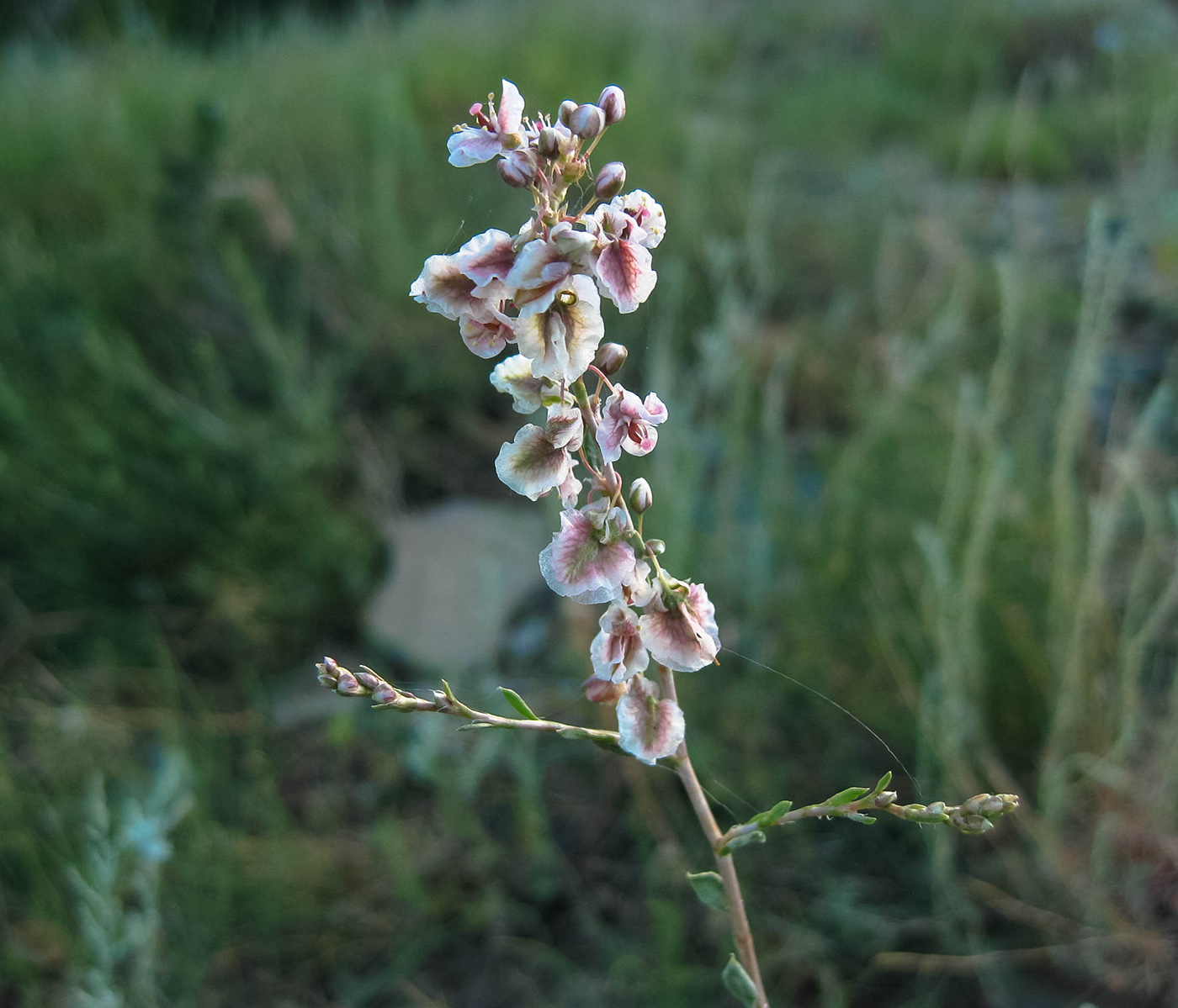 Изображение особи Atraphaxis frutescens.