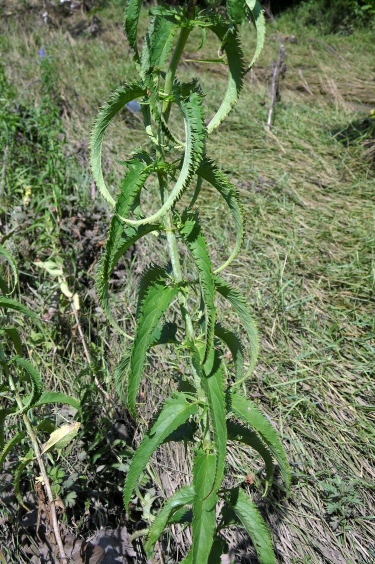 Image of Veronica longifolia specimen.