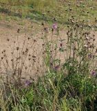 Centaurea scabiosa. Цветущие и плодоносящие растения на железнодорожной насыпи (слева видны прошлогодние сухие стебли). Ленинградская обл., окр. ж-д ст. Кавголово. 29.07.2009.