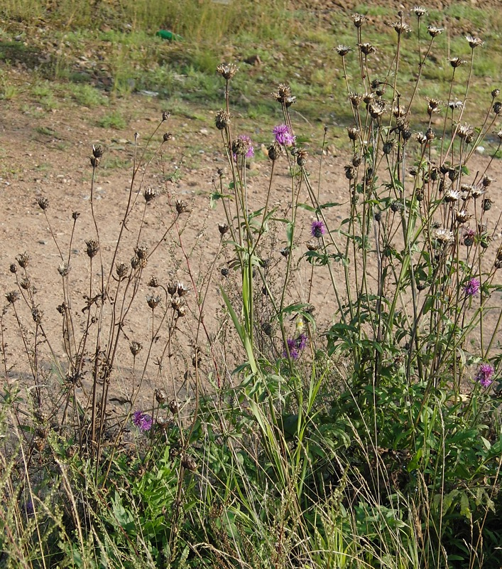 Изображение особи Centaurea scabiosa.