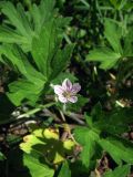 Geranium sibiricum