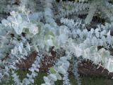 Eucalyptus pulverulenta. Побеги. Австралия, г. Мельбурн, ботанический сад. 31.01.2016.