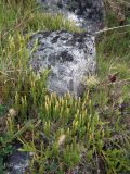 Lycopodium lagopus. Спороносящие растения. Кольский п-ов, Восточный Мурман, восточный берег губы Ярнышная. 17.08.2016.