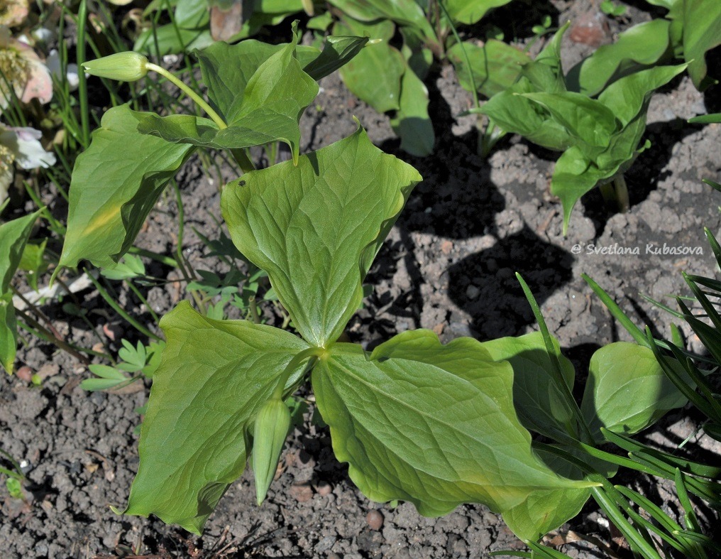 Image of Trillium flexipes specimen.