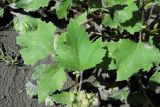 Xanthium orientale