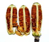 Image of taxon representative. Author is Александр Гладких