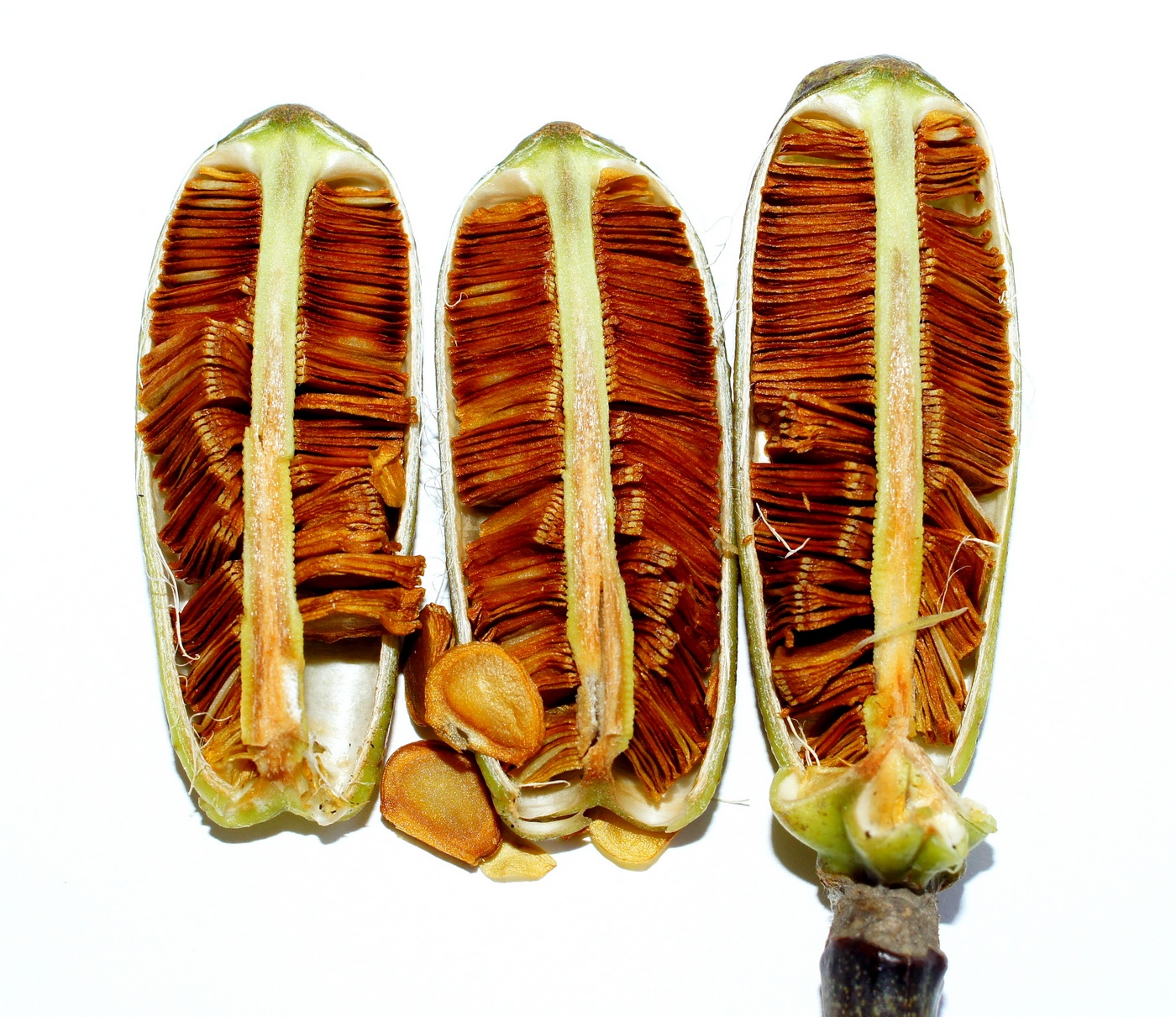 Image of Lilium regale specimen.