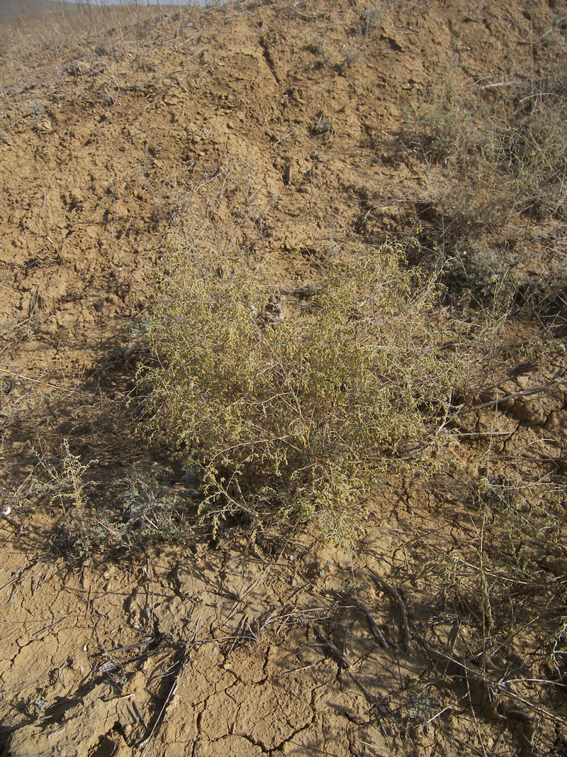 Изображение особи Artemisia santonicum.