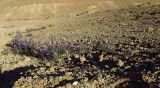 Pseuderucaria clavata. Цветущие растения в мелком русле. Израиль, Эйлатские горы, обочина шоссе 12 у горы Шагув. 04.02.2016.