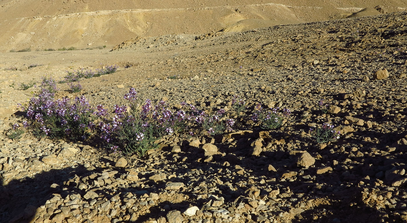 Image of Pseuderucaria clavata specimen.