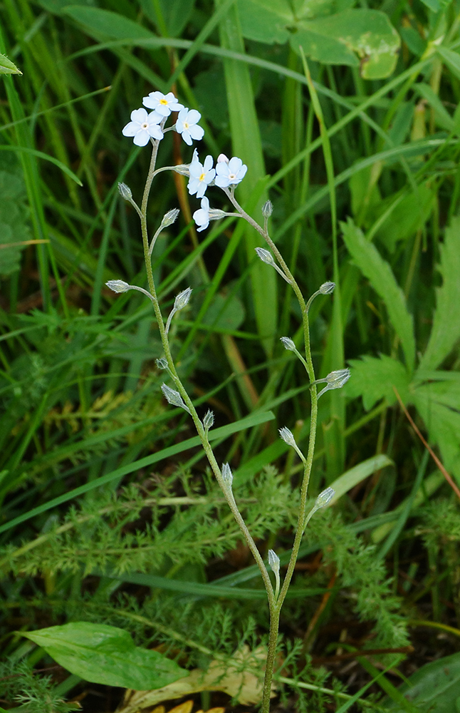 Изображение особи Myosotis imitata.