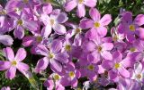 Phlox sibirica