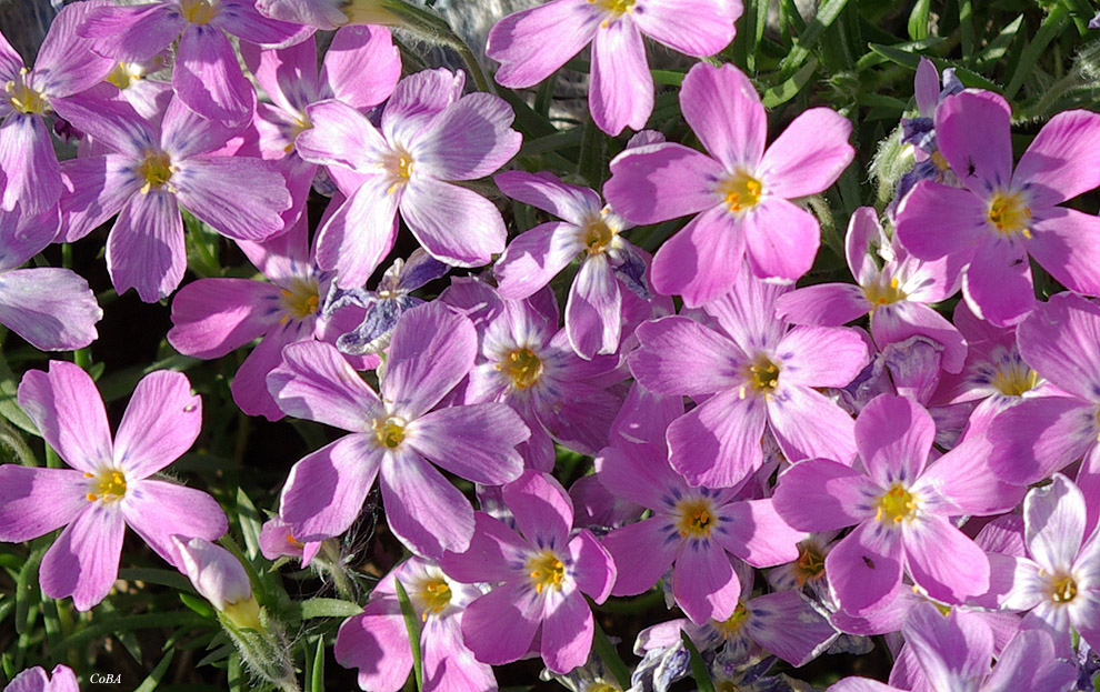 Image of Phlox sibirica specimen.