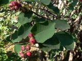 Amelanchier alnifolia