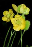 Ranunculus komarovii