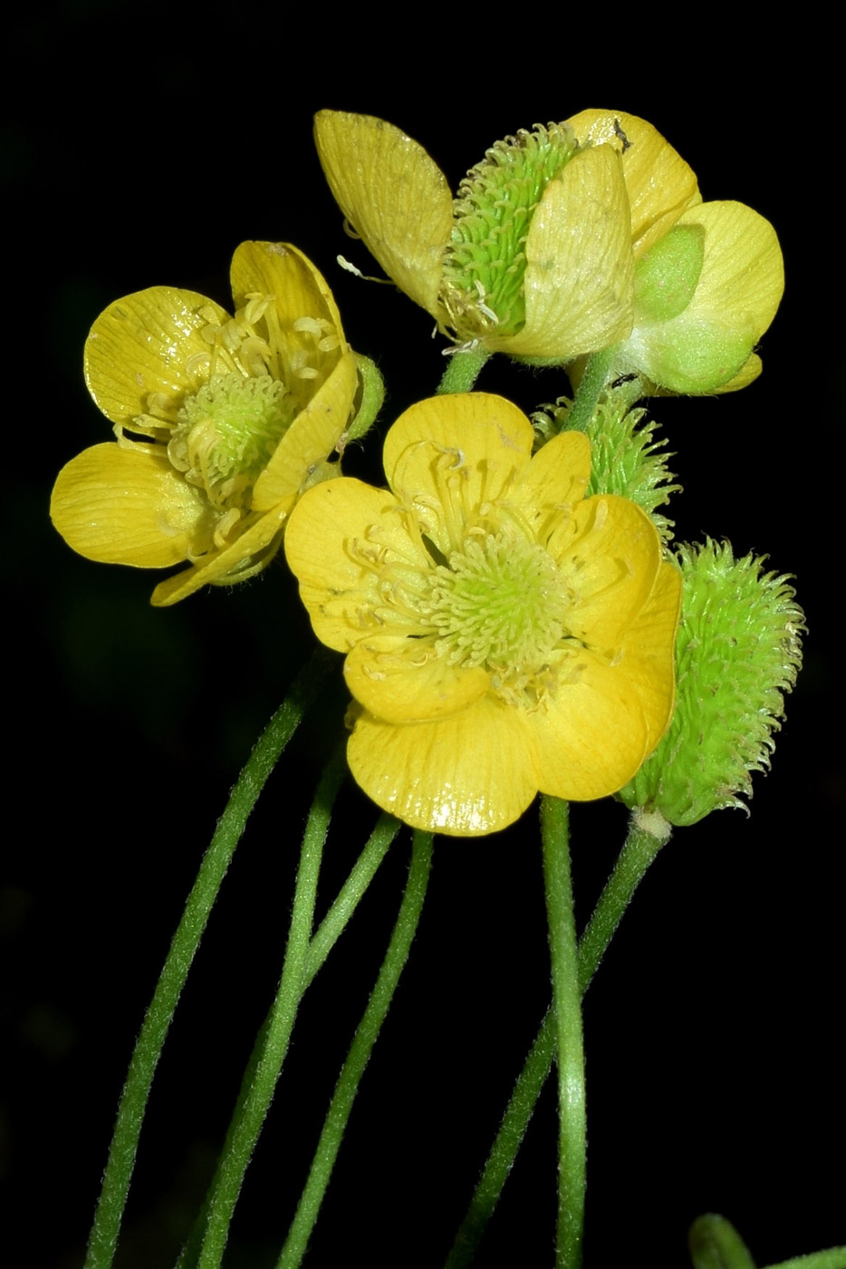 Изображение особи Ranunculus komarovii.