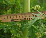 Pleurospermum uralense. Диаметр стебля в верхней части растения. Восточный Казахстан, Кокпектинский р-н, 25 км в горы от с. Пантелеймоновка, ≈ 1000 м н.у.м., просека в лесу. 13.06.2016.