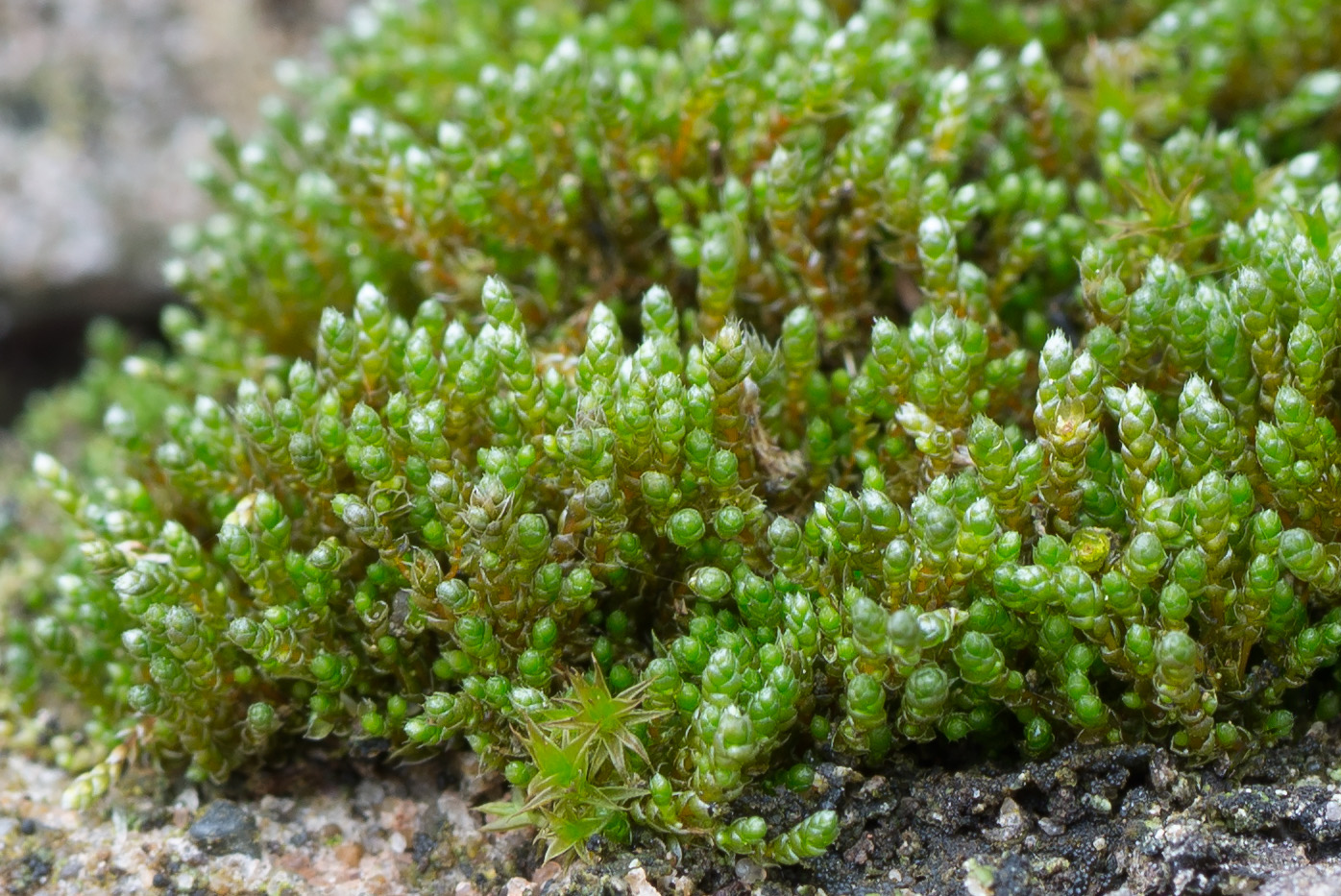 Изображение особи Bryum argenteum.